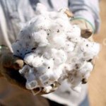 COTTON