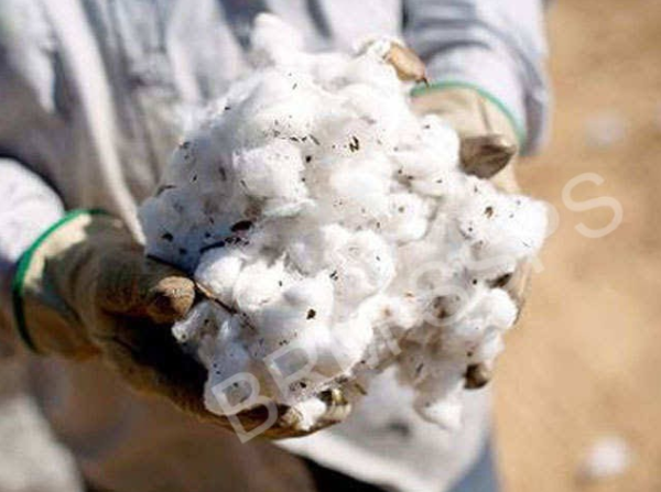 COTTON