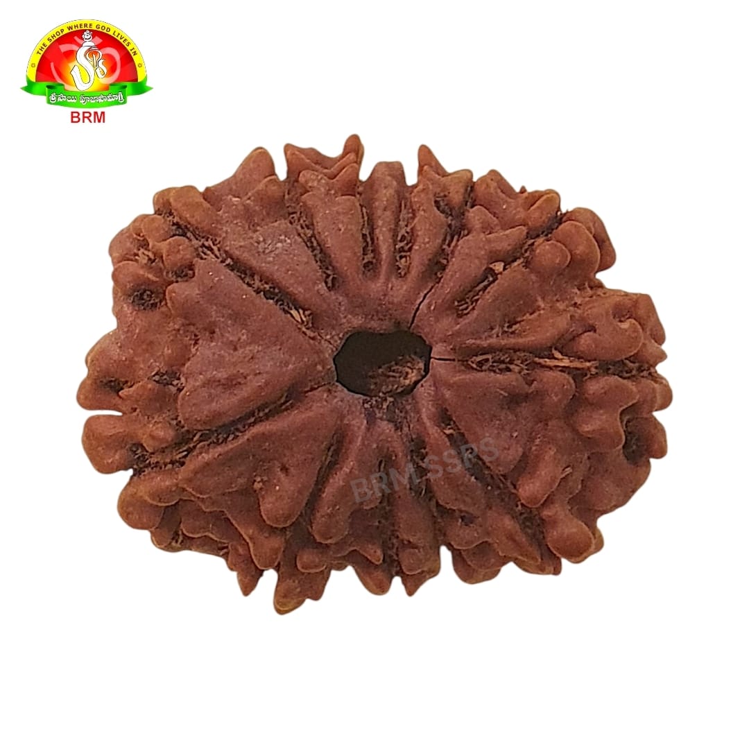 12Face Rudraksha