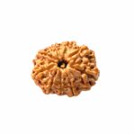 9 face rudraksha