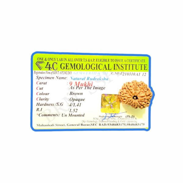 9 face rudraksha
