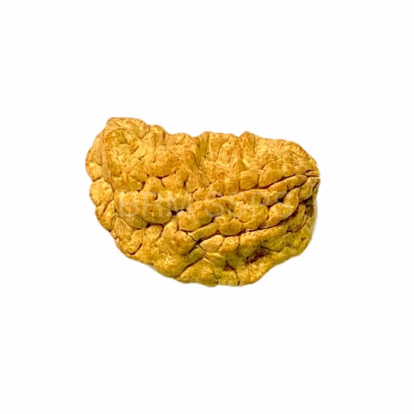 1 face rudraksha